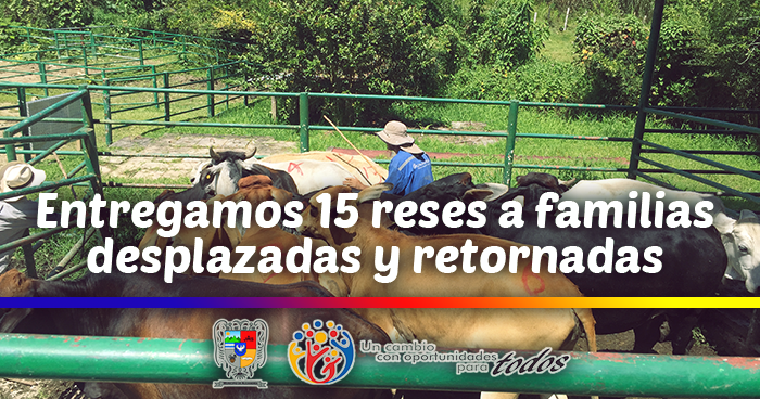 Entregamos 15 reses a familias desplazadas y retornadas del municipio de Alejandra